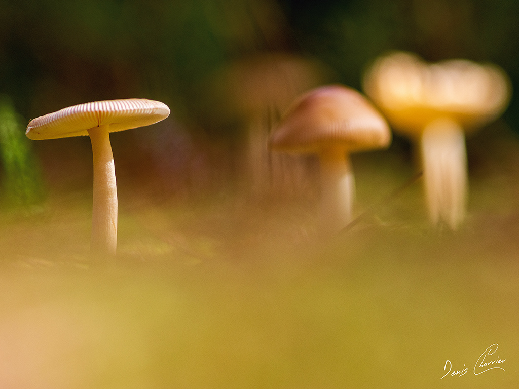 Champignons